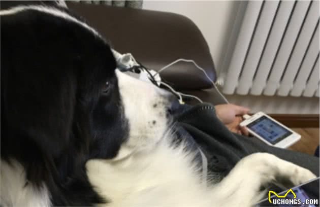 边境牧羊犬的智商超乎你的想象
