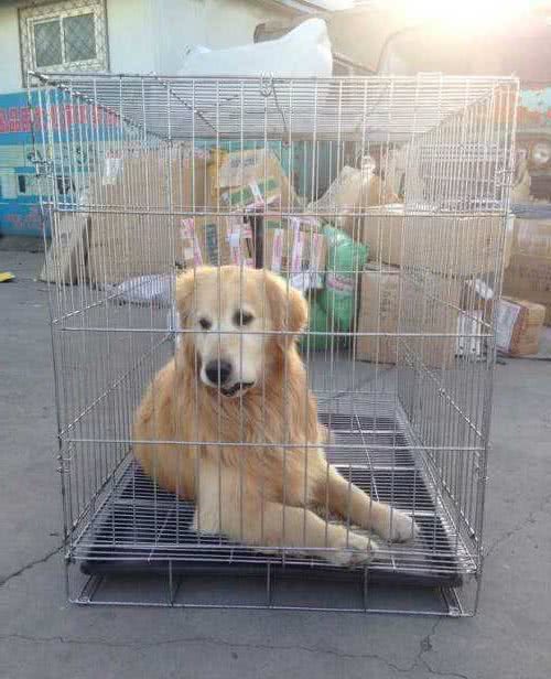 网上看中的狗狗，可以快递吗？网上买宠物怎么运输？