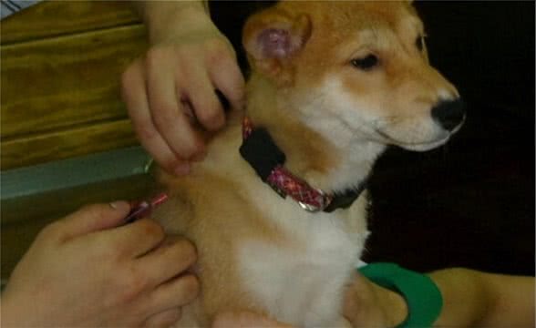 狗狗怎样驱虫？不懂得该选用哪一种驱虫药？