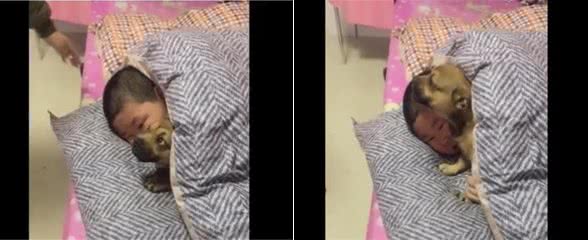 狗狗誓死保护小主人，妈妈也不许靠近，谁靠近咬谁