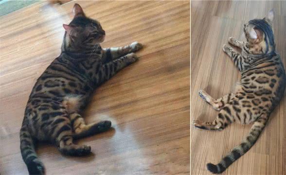 邻居家的“孟加拉豹猫”来串门，被它帅到了，这种猫是不是很贵？