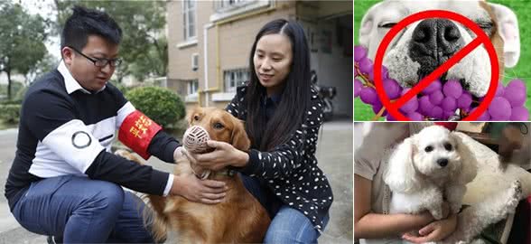 养狗有6大忌，不知道的家长，是在“捧杀”你家的毛孩子