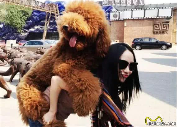 为什么同样是贵宾犬，而巨型贵宾犬却遭嫌弃？原因有6个