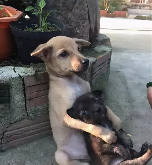 这几种狗，一旦变成流浪犬，几天就没命了