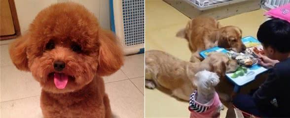狗狗为什么喜欢盯着主人看?它其实想表达这6件事