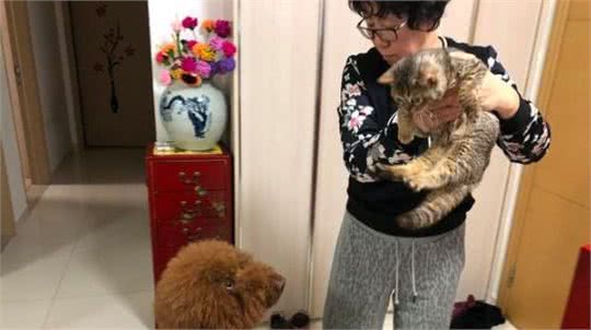 泰迪犬真的会哭吗？关于流泪的5个原因，你要了解清楚