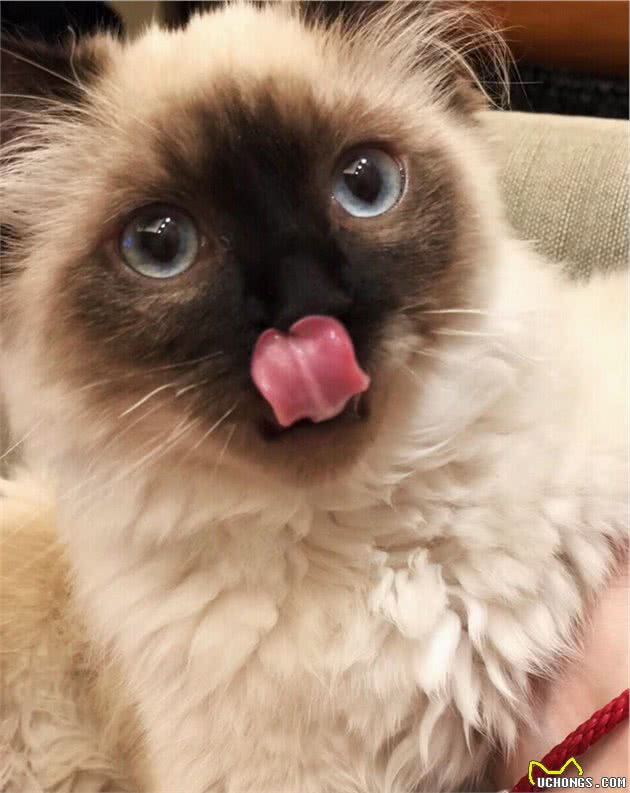 猫界大黑脸：暹罗猫和重点色布偶怎么分辨？怎么判断是不是杂交的
