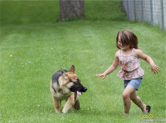 在人贩子手中勇敢救出小主人的忠义德国牧羊犬—sky