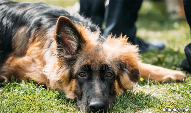 在人贩子手中勇敢救出小主人的忠义德国牧羊犬—sky