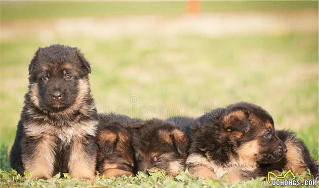 在人贩子手中勇敢救出小主人的忠义德国牧羊犬—sky