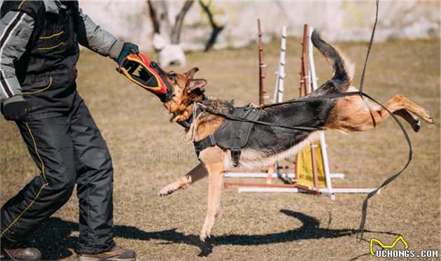 在人贩子手中勇敢救出小主人的忠义德国牧羊犬—sky