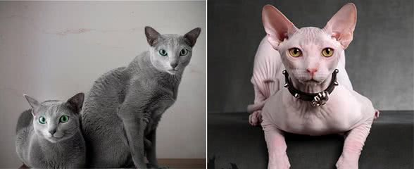 最“善解人意”的几种猫，我想养第3种，你呢？