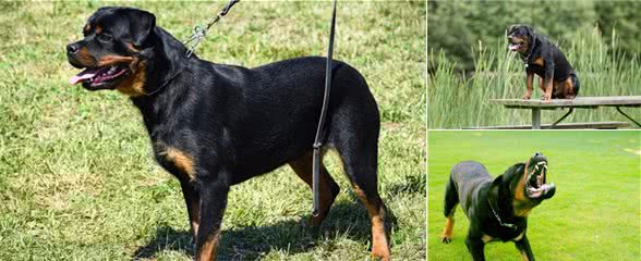 罗威纳犬适合家养吗？这5点告诉你答案