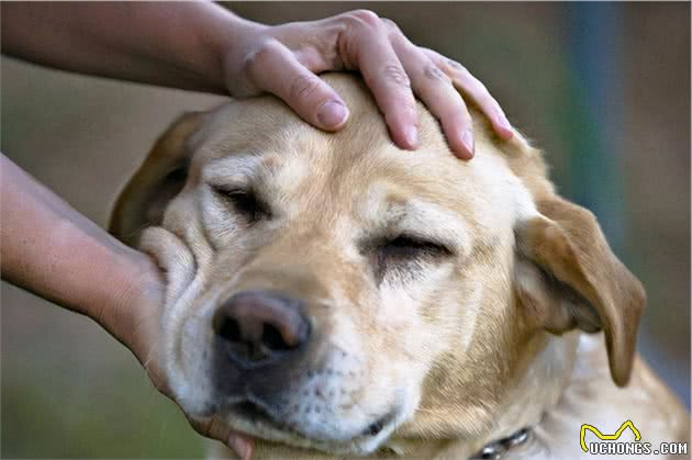 拉布拉多犬怎么训练比较好？这几招可以帮到你