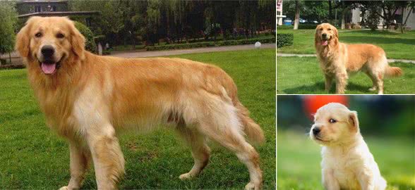 帅气、阳光、暖心的金毛，再加高的智商，真的让你不喜欢它都难