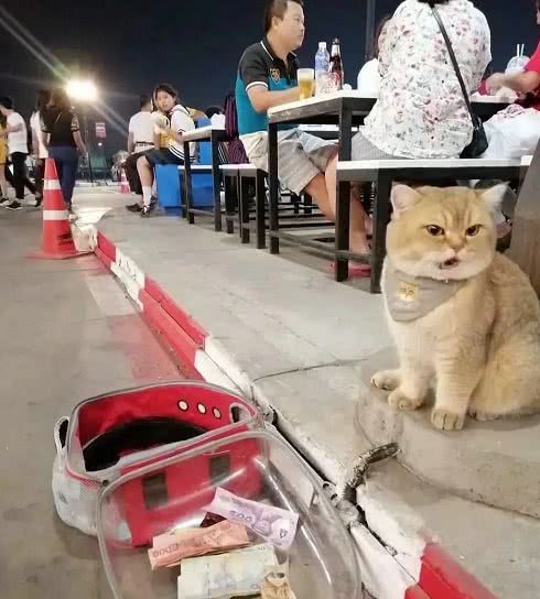 猫咪可以像狗一样带出门吗？这4个注意事项铲屎官一定要记得