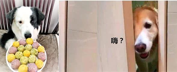 不管是洗澡还是上厕所，狗狗都紧紧跟着你，都是因为这6点