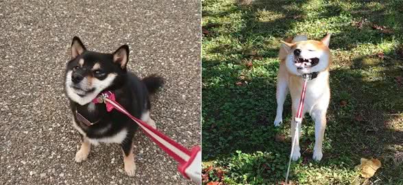 柴犬宁愿被拖着也不愿走路，个中原因，其实和它们的狩猎天性有关