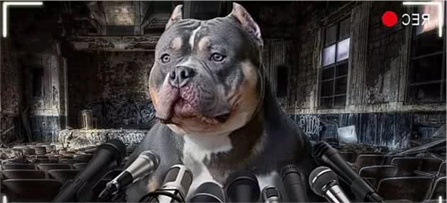 爆料！我们为什么要养恶霸犬？