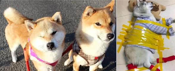 这6种狗的真面目你想象不到，你家的也这样吗？