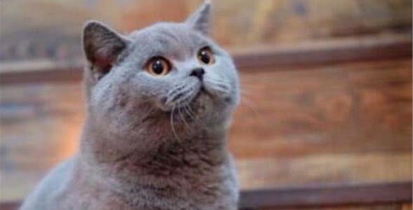 俄罗斯蓝猫掉毛严是不是很严重，怎么处理掉毛？