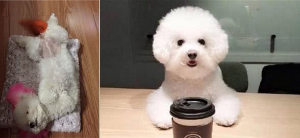 比熊犬这样睡觉,可以说它心里只有你这个主人