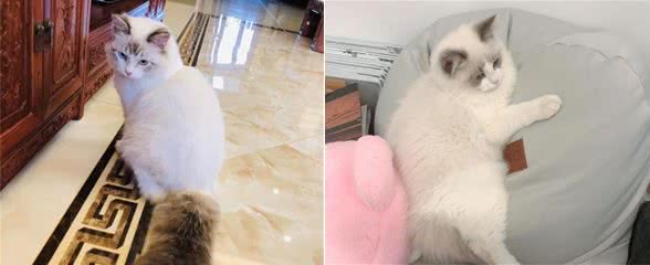 养猫，劝你不要选择“布偶猫”，怕你后悔！