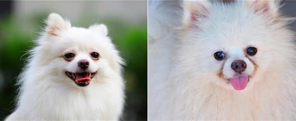 白色博美吃什么狗粮好，不仅要提供全面的营养，还能祛除泪痕