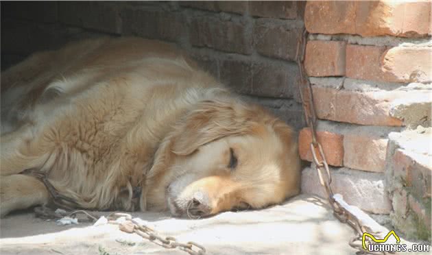 狗狗临死前，会做这5件事，让人看到都觉得心痛