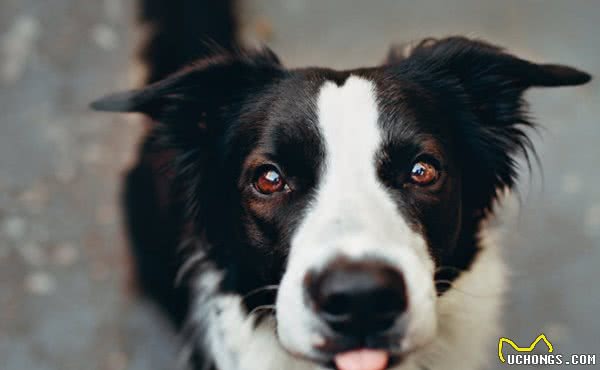 如何训练聪明的边境牧羊犬？