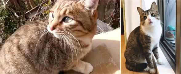 狸花猫一生中,最大的5个心愿,你满足它了吗?