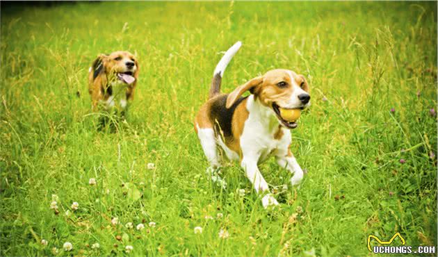 狗狗捡了东西不给你？这套训犬师秘技，连不爱捡玩具的狗都想玩