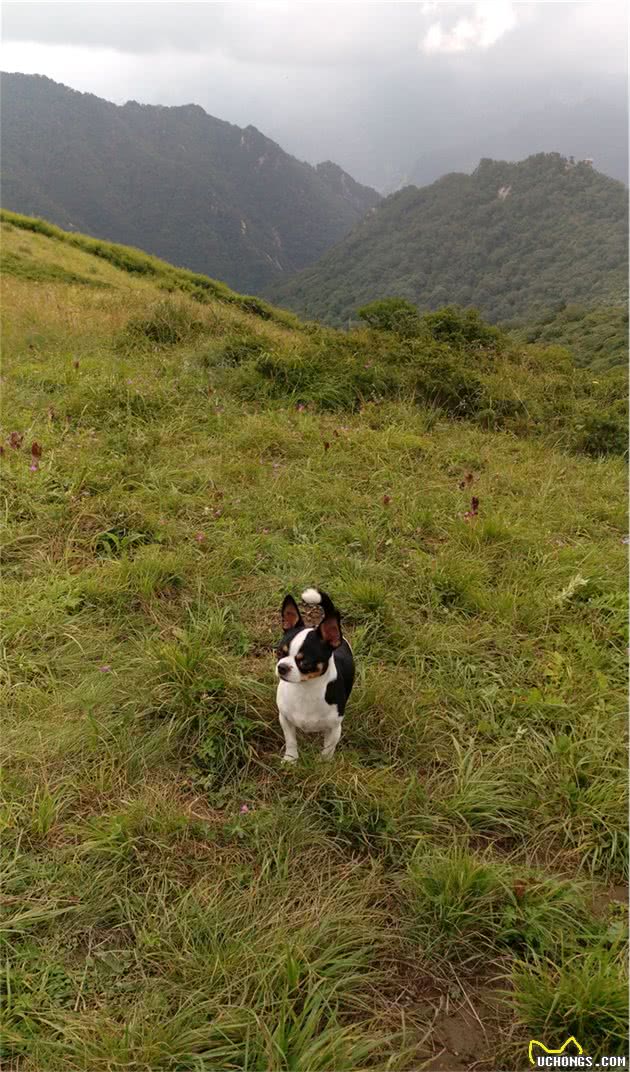 身材不大的小狗挑战18公里山路，征服终南山秦楚古道高山草甸