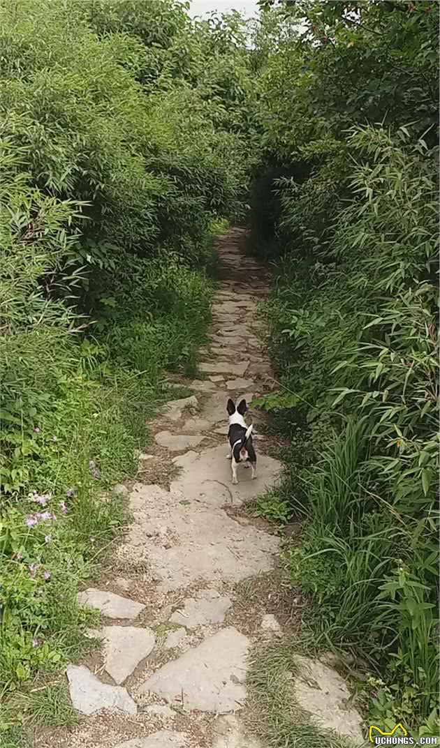 身材不大的小狗挑战18公里山路，征服终南山秦楚古道高山草甸