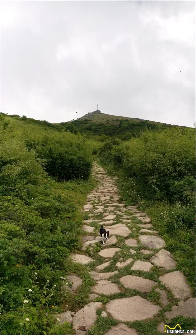 身材不大的小狗挑战18公里山路，征服终南山秦楚古道高山草甸