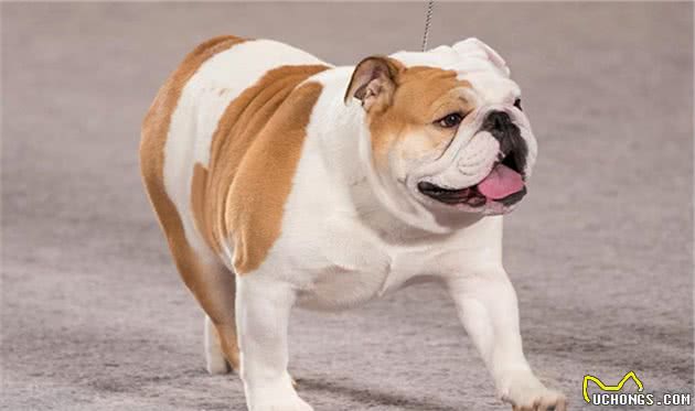 寻根问祖系列（126）：英国斗牛犬（Bulldog）