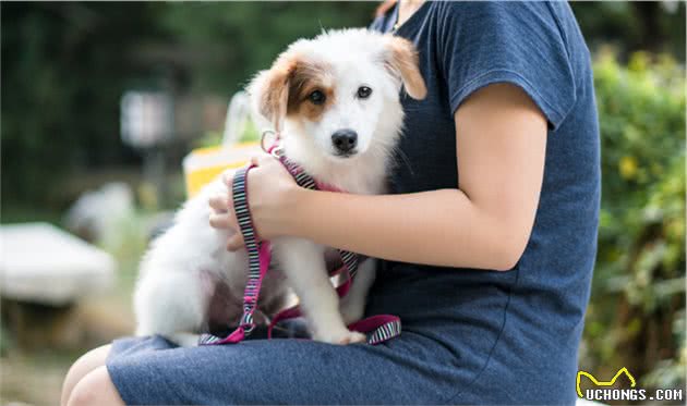 犬产后低血钙临床快速诊疗