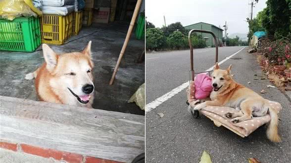 13岁瘫痪狗狗看主人回家，努力上去迎接，一小段路摔倒好几次