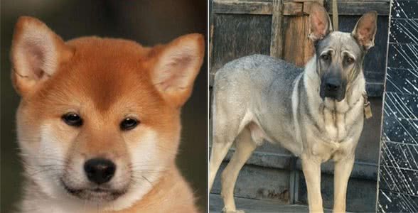中华田园犬还有这些犬，可不是只有小土狗