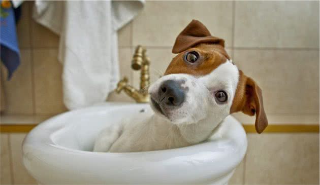 狗狗碗里每天都有水，为什么还去厕所找水喝，难道会更好喝吗？