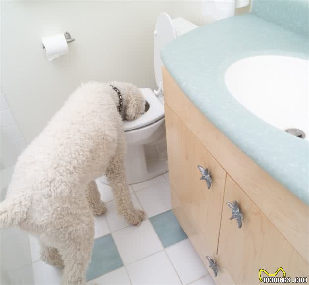 狗狗碗里每天都有水，为什么还去厕所找水喝，难道会更好喝吗？