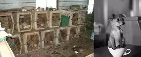 呆萌可爱背后的真相，茶杯犬的悲哀