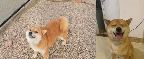 柴犬作为伴侣犬都有什么优势？你家还缺个柴犬
