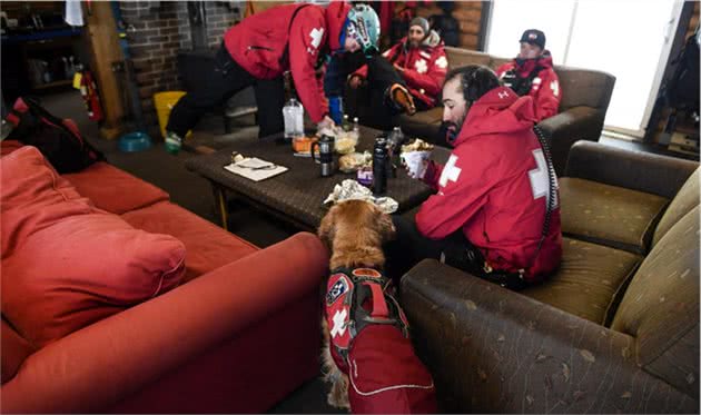 雪崩救援犬金毛的一天，它是熟练的救援犬，也只是爱玩雪的孩子