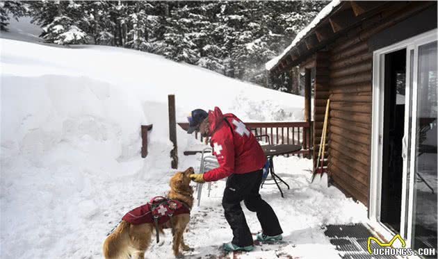 雪崩救援犬金毛的一天，它是熟练的救援犬，也只是爱玩雪的孩子