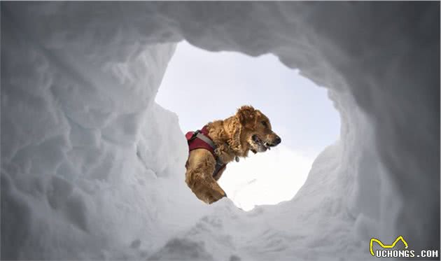 雪崩救援犬金毛的一天，它是熟练的救援犬，也只是爱玩雪的孩子