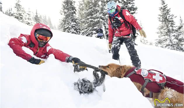 雪崩救援犬金毛的一天，它是熟练的救援犬，也只是爱玩雪的孩子