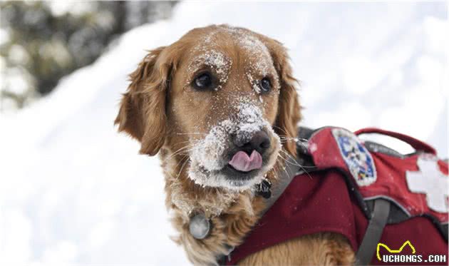 雪崩救援犬金毛的一天，它是熟练的救援犬，也只是爱玩雪的孩子