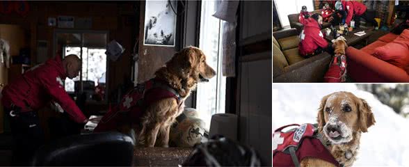 雪崩救援犬金毛的一天，它是熟练的救援犬，也只是爱玩雪的孩子