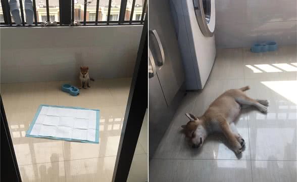 新手铲屎官如何训练柴犬握手？遇到任性、不听话的，真让人头疼啊
